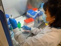 Panamá iniciará estudio de vacuna contra covid-19
