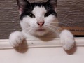 Mi gata viendo todas las cosas que pasan en mi querido Panamá 🤭
