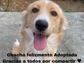 Hoy me informaron que Chacha fue Adoptada ❤️❤️