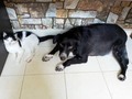 Esa frase de pelean como perros y gatos, al menos en nuestro hogar no se aplica. * Estas dos niñas Danu 🐱 Duna 🐶 se llevan bien, tampoco son las que parkean a diario, pero si se llevan bien. * Para la Danu 🐱 la Duna es su ídolo la respeta y acompaña cada mañana a su paseo matutino, vespertino y nocturno ❤️  Las muñequitas consentidas de Oscar y Fabiola.   #fabioladeleondm #lasbebes #duna #danu #momentos #fotos #hogar #mascotas