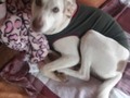 Pq é bom dormir no pijama da mamãe!