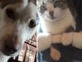 É muita beleza! Sem filtro! 🐕🐈