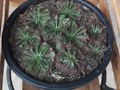 Aparecida (drosera spatulata) e Monalisa (nephentes), nossas carnívoras em franca adaptação
