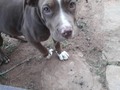 Frida já está de volta! A irmã Capitu tá super feliz tb!!!