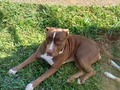 Só curtindo o dia! Frida linda!!! #pitbulls #amoraosanimais #amorsemlimites
