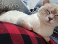 No colinho da mamãe...🐱😍