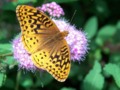 Butterfly in my garden.Great Spangled Fritillary butterfly.