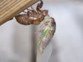 Bugs