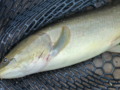 Bowfin or Dogfish