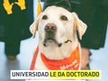¡Qué bonito! La Universidad Virginia Tech en #EstadosUnidos le dio un doctorado honorario a Moose, un perrito del campus que desde 2014 colabora como can de terapia, para estudiantes con problemas en su salud mental. El animal asiste a los juegos, eventos y se pasea por todo el campus, con el único objetivo de aliviar a los universitarios que atraviesan días difíciles. 💞. . . . . #smartdogs #dogslover #perrosincreibles #perrosfelices🐶🐕
