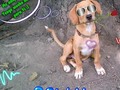#Repost @fpatitasfelices ・・・ #Repost @fpatitasfelices ・・・ Billy busca una familia capaz de recibir el mas puro de los amores!! Te interesa? Tiene 3 meses y medio. Y se entrega solo para Valencia.