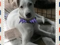 Lana. Cachorra de aprox 5 meses de edad, tamaño pequeño a mediano. Ya esterilizada y lista para un hogar donde le den muchoooo amor!!!! Te animas??