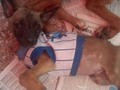 @Regrann from @patasalaobravzla - CASO DE TERCEROS 🚨🚨🐶🐶🐶Hola este lindo perrito fue rescatado de una canal en la ciudad de Maracay junto sus hermanitos, queda solo el que es machito tiene como de 2 a 3 meses esta desparasitado. inf 0424 3643985 @jenniroxa - #regrann