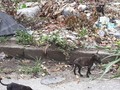Nos reportan 4 cachorros abandonados en un basurero, cerca de bomba la luz en Naguanagua, Barrio la luz. Via la Entrada.  EDO CARABOBO . DIFUNDIR POR FAVOR!! . La persona que reporta los vio miéntras buscaba a una de sus perras que escapo de casa y que aún sigue buscando. . Antes de que pregunten por qué no los agarro: No los agarro porque su manada está pasando hambre, no recibe ayuda de nadie y por supuesto no puede agarrar 4 más. .  Y para quien pregunté por qué no los agarro: Ya no tengo espacio en casa, ya no tengo privacidad, cuarto, baño, y encima no todos colaboran y sola no puedo con el gasto de alimento. Tengo límites y hace rato los pase :( . Es hora de que otros se unan a esta lucha que deberia ser de todossss!  Si deseas dar hogar al menos a uno comunicate al 04244157868