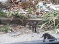 Nos reportan 4 cachorros abandonados en un basurero, cerca de bomba la luz en Naguanagua, Barrio la luz. Via la Entrada.  EDO CARABOBO . DIFUNDIR POR FAVOR!! . La persona que reporta los vio miéntras buscaba a una de sus perras que escapo de casa y que aún sigue buscando. . Antes de que pregunten por qué no los agarro: No los agarro porque su manada está pasando hambre, no recibe ayuda de nadie y por supuesto no puede agarrar 4 más. .  Y para quien pregunté por qué no los agarro: Ya no tengo espacio en casa, ya no tengo privacidad, cuarto, baño, y encima no todos colaboran y sola no puedo con el gasto de alimento. Tengo límites y hace rato los pase :( . Es hora de que otros se unan a esta lucha que deberia ser de todossss!  Si deseas dar hogar al menos a uno comunicate al 04244157868