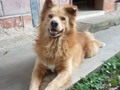Mi niño lindo,  Era el consentido de su mamá, y el la adoraba y la celaba horrible, nadie podía acercarse. Hace un año, ella perdió la batalla contra el cáncer, y desde entonces, quedó allí en la casa, bajo cuidados de la tía y nuestra responsabilidad.