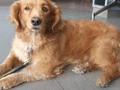 Mi hermosa mesita de noche!!! Ella tampoco está en temporal, está en su hogar, pero estos últimos meses, hemos tenido que apoyar con alimento!  Ojalá, los que adoptaron a Billy y a mi bella 💔, hubiesen llamado un día a decir " necesitamos apoyo", hoy ambos estuvieran con vida 😭 Siempre les dije a los adoptantes, ahora el o ella es suy@, pero siempre será nuestr@ :(