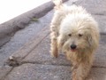 El es quien en públicacion anterior les comenté que se escapa por las rejas y dale a recordarme, que debo llevarles comida a el y su hermana, cuando es tarde y no he ido.  Está feo, super sucio y peludo además de nudos. Pero ya mis amigos siempre dispuestos a apoyarnos @pansuditospets se harán cargo ;) ya luego les subo fotos de como queda ;)