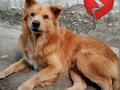 Tengo el corazón arrugadito, y siento mucha tristeza! . El es Goliat, el.mes próximo cumple 8 años de edad. Desde los 2 meses, ha vivido en la casa de una familia muy querida, muy amigos, se lo di en adopción a quien fue una gran amiga, que lamentablemente hace 1 año falleció. Ana Cecilia, adoraba a Goliat, tanto que lo malcrio demás, ahora ella no está, y su vida cambio, (se que aún la extraña), y deberá dar otro cambio. . Hace unos días, recibí una llamada, que jamás me imaginé, era para decirme que ya no querían tener a Goliat en casa, porque no tenían tiempo para atenderlo, porque muerde,.... y este porque es mío " porque Cecilia ya no está. . Debo sacar a Goliat de la que ha Sido su hogar, por 8 años. Eso me da muchísima tristeza, porque se que Cecilia, jamás hubiese querido o permitido eso ☹️ . Que me preocupa? De por sí, siento que Goliat desde la partida de Ceci, es un perro triste, es una posibilidad que al sacarlo de allí, se deprima. Goliat no está acostumbrado a socializar con otros perros, Goliat según me cuentan, ha mordido a dos de las hermanas de Cecilia.  Que veo yo, cuando cada mes voy a visitarlo y llevar su Alimento, a un perro triste y con carencia de cariño. . Dónde meto a Goliat? 💔 Cómo resuelvo este otro problemita ? . Necesito para el un hogar donde no haya otros perros, al menos machos, donde no hayan niños, donde lo quieran y den mucho amor. Conocen a algún hogar así? 💔