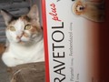 No dejen de ver el tras cámara! 😜 . 🐾Desparasitantes 🐾Carprovet = Rimadyl 🐾Clamovet (Amoxicilina con clavulánico) 🐾Vetamoxyl (antibiótico de amplio espectro y larga acción) 🐾Guardian 🐾Ceprevenca 🐾Knina 🐾Dogchow 🐾Dog pro 🐾Protican 🐾Perrarina 🐾Gatsy 🐾Kit kaboodle . Y más......,.pregunta por lo que necesitas!. . ¿¿¿Sabías que con tu compra, nos ayudas a alimentar nuestras manadas 🐶 😺?? Y no solo eso, sino que además, beneficias a manadas de otras Fundaciones o Proteccionistas independientes!. . Si eso no te parece una buena razón, para comprar lo que tú hijo de 4 patas, necesite, entonces, no sé qué podría serlo 🤔😜🐾🐾🐈🐕 vamos anímate a ayudar!!!!