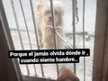 los nenes 🐾🐾 comunitarios!! . Ellos no entienden de virus, ni de curentena! . Saben dónde llegar a calmar su hambre! Y yo debo estar allí para ellos. . Ayudanos a llenar pancitas !! Ellos siguen comiendo, siguen viniendo!!