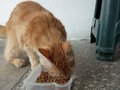 Los nenes 🐾🐾 comunitarios!! .🐕 Ellos no entienden de virus, ni de curentena! . .🐈 Saben dónde llegar a calmar su hambre! Y yo debo estar allí para ellos. . .♥️ Ayudanos a llenar pancitas !! Ellos siguen comiendo, siguen viniendo!!