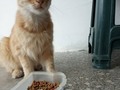 Los nenes 🐾🐾 comunitarios!! .🐕 Ellos no entienden de virus, ni de curentena! . .🐈 Saben dónde llegar a calmar su hambre! Y yo debo estar allí para ellos. . .♥️ Ayudanos a llenar pancitas !! Ellos siguen comiendo, siguen viniendo!!