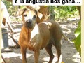 Está semana gracias a muchas personas que compraron Alimento para sus hijos de 4 🐾🐾 logramos ganar 4 sacos de Alimento para nuestras manadas!!! .🐕 Estos es maravilloso, no solo porque obtuve Alimento para mis nenes, sino porque ayude a otros a comprar para los suyos, de una forma fácil y cómoda.. . ♥️ Tu me ayudas, yo te ayudo, y así los tuyos 🐾🐾 y los míos 🐾🐾 tienen su alimento. .🤗 Me sobra el Alimento??? NO, al igual que todos particulares, fundaciónes, protecciónistas etc, estoy haciendo marabares para conseguir el Alimento a mis nenes 🐾🐾, pero se que hay quienes la.estan pasando peor que yo!, Y si puedo ayudar, ¿Por qué no hacerlo? Mis nenes tienen Alimento seguro hasta el 15 de abril. Gracias a mi Dios!! A un ser que en su momento me ayudó muchísimo, a @huellasdelnorte, a quienes compraron Alimento a través de mi, y a trabajo duro. Quienes menos tienen Alimento y mas que preocuparme me estoy ocupando, es la #manadafelinafpf2020 . Pero se que con tu apoyo vamos a lograr asegurar Alimento para todos.🙏. . ¿Si puedo ayudar debo hacerlo? Espero que estén de acuerdo conmigo: claaaaro que SI DEBO hacerlo.. ♥️ Hoy quiero ayudar a alguien a quien admiro mucho, y se que la está pasando nada bien, que necesita mucho apoyo, que ya no tiene Alimento para su manada, y son más de 60🐈🐕, la.admiro porque es muy muy poca la ayuda que recibe, y SOLA, a diario lucha para darles de comer. .♥️ Se que no te esperabas esto @juliemendoza1602 pero sabes que lo hago de corazón! Uno de los 4 sacos que hoy gane, es.para tu manada! 🐕🐈🐾🐾🐾🐾🐾🐕🐈