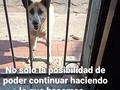 Está semana gracias a muchas personas que compraron Alimento para sus hijos de 4 🐾🐾 logramos ganar 4 sacos de Alimento para nuestras manadas!!! .🐕 Estos es maravilloso, no solo porque obtuve Alimento para mis nenes, sino porque ayude a otros a comprar para los suyos, de una forma fácil y cómoda.. . ♥️ Tu me ayudas, yo te ayudo, y así los tuyos 🐾🐾 y los míos 🐾🐾 tienen su alimento. .🤗 Me sobra el Alimento??? NO, al igual que todos particulares, fundaciónes, protecciónistas etc, estoy haciendo marabares para conseguir el Alimento a mis nenes 🐾🐾, pero se que hay quienes la.estan pasando peor que yo!, Y si puedo ayudar, ¿Por qué no hacerlo? Mis nenes tienen Alimento seguro hasta el 15 de abril. Gracias a mi Dios!! A un ser que en su momento me ayudó muchísimo, a @huellasdelnorte, a quienes compraron Alimento a través de mi, y a trabajo duro. Quienes menos tienen Alimento y mas que preocuparme me estoy ocupando, es la #manadafelinafpf2020 . Pero se que con tu apoyo vamos a lograr asegurar Alimento para todos.🙏. . ¿Si puedo ayudar debo hacerlo? Espero que estén de acuerdo conmigo: claaaaro que SI DEBO hacerlo.. ♥️ Hoy quiero ayudar a alguien a quien admiro mucho, y se que la está pasando nada bien, que necesita mucho apoyo, que ya no tiene Alimento para su manada, y son más de 60🐈🐕, la.admiro porque es muy muy poca la ayuda que recibe, y SOLA, a diario lucha para darles de comer. .♥️ Se que no te esperabas esto @juliemendoza1602 pero sabes que lo hago de corazón! Uno de los 4 sacos que hoy gane, es.para tu manada! 🐕🐈🐾🐾🐾🐾🐾🐕🐈