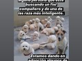Cada que veo está imagen me da tanto dolor!!! . Verlos allí.juntos, acostumbrados unos a los otros, y que de pronto, un día, simplemente, sean entregados a personas que no conocen, y sin sus hermanitos, de verdad me da mucha tristeza!. . Solo pido a Dios, que corran con la suerte de caer con familias super responsables que los amén y cuiden mucho. . Interesados comunicarse a los número de la publicación, yo solo hago el favor de difundir, no son míos. La Fundacion Patitas Felices hace rato que no da en adopción, mascotas, debido a malas experiencias con últimas adopciones, literalmente me dejaron morir de hambre a 3 perritos en diferentes hogares.  Solo doy en adopción, a personas de mucha confianza o que vivan en mi zona, para poder hacer seguimiento constante. . Dios los bendiga nenes peludos, y ponga ante ustedes, personas que los amén, y jamás los abandonen. 🙏💔
