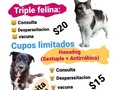 Porque parar no es una opción!! . Nos inventamos una jornada de vacunación, que nos permita generar ingresos para comprar alimento a nuestros nenes 🐶😺 más de 65 en total, que dependen de mi para llenar sus pancitas! . . Ayúdanos a difundir para llegar a muchos padres de mascotas! Y gana una vacuna para tu perrito. . Dale like y Menciona 2 personas que tengan mascotas, en esta publicación y ya estarás participando.  . CUPOS MUY MUY LIMITADOS, así que corre y aparta tu vacuna!! . . Lugar de la jornada: Urb los guayabitos Naguanagua.