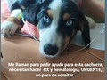Cómo quisiera tener mucho dinero, para ayudar a muchos 🐾🐾 necesitados 😩. Debo mucho dinero en la clínica, asumir más deudas cuando la ayuda es poca, no es responsable.  Estás dos perritas, necesitan ser vistas por un veterinario, URGENTE., Pero yo solo dependo de ustedes, para poder ayudarlas 🙏. . Quien se anima a ayudarlas ?? Al menos con 1Bs, nada es poco, todo suma!!