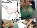 Reposted from @huellasdelnorte tu perrito, sufrió un traumatismo, o está padeciendo de displasia de caderas, o como consecuencia de ehrlichosis, no puede caminar, necesita Rehabilitación? Comunícate con nosotros al 0424-4237433 . Te ofrecemos, servicio de fisioterapia e hidroterapia, manejo de dolor.  Estamos ubicados en Naguanagua. Y trabajamos con previa cita .  . #hidroterapia #fisioterapia #manejodedolor #displasiadecadera #medicina #medicinalternativa #veterinario #veterinaria #venezuela #carabobo #naguanagua #caninos