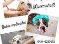 Si tú perrito tiene pulgas, garrapatas o problemas de piel, sarna, dermatitis, etc, entonces necesita de baños medicados. Comunícate con nosotros y reserva tu cita a través del 0426-5407404 o 0424-4237433 Estamos ubicados en Naguanagua.   . #dermatitis #sarna  #demodex  #acaros  #bañosmedicados