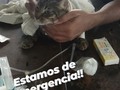 Tigre uno de.mis gatitos en hogar de resguardo, está enfermo, presenta problemas para orinar . Es urgente cumplirle tratamiento!!! Pero no cuento con dinero para ello,  Debemos 65 Bs de examenes, debemos $15 a la dra que lo está atendiendo, y necesitamos comprar tratamiento, por favor ayúdanos a ayudar a tigre, su hermano murió hace unos meses, por el mismo caso, no queremos perder a tigre también 🙏🙏🙏🙏🙏🙏🙏🙏🙏 . Si en tus manos está ayudar, jamás dudes en hacerlo 🙏 .🐈 Pago móvil: Banesco RIF J-40238966-3 04265400225 Fundacion Patitas Felices. .🐈 Paypal: fpatitasfelices@gmail.com Zelle: datos al direct