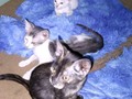 Lindos gatitos de aproximadamente 3 meses en adopción!!!!