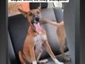 Ella es tremeeeeenda!!! Jajajajaja Pero se que encontrará un hogar bonito, dónde será amada y feliz 🙏🙏🙏🙏 🐾🐾🐾🐾 . Está en adopción!!, Y siguiendo consejos de mis seguidores, .el adoptante.ideal sería un deportista, que la lleve a correr,.a subir cerro, así drena toda la energía jajaja.  🐾🐾🐾🐾🐾  Menciona aqui,.a.esa persona que le gusta correr y subir cerro, quien quita, y se enamora 🤪
