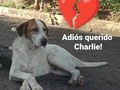 Se nos están Yendo los más viejitos de la #manadahospitalcarabobo 💔💔💔💔 Mi viejito Charlie, siempre con su lengüita afuera, siempre nos recibías con tanto amor, ya casi que nos hablabas al recibirnos! Siempre con tu inseparable flaco, siempre juntos. Que tristeza sentí cuando nos dieron la noticia de tu partida!,. Pero que gran satisfacción, saber que te fuiste por viejito, sin dolor, que te fuiste tranquilo, cómo merecen irse todas las mascoticas. Y en una casa, no en la calle o en los alrededores del hospital, dónde por años hiciste vida.  Siempre, siempre te recordaremos, sabes que fuiste uno de nuestros consentidos, con ese gancho seductor ( la lengüita de medio lado).  Ir al hospital y no ver a los 4 fantas ( orejitas, Charlie, flaco y Tigra), ya no es lo mismo.  Te amamos viejito bello!!!! Y te extraemos siempre!!!  Cómo duelen carajo 💔💔💔💔💔💔
