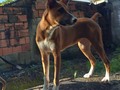 Esta enana de aprox 7 meses, está en busca de Hogar! Es una perrita talla mediana, de 10kg. Súper activa!,  Buscamos un hogar, dónde sea tratada con mucho amor, dónde jamás le falte atenciones, su alimento, su agüita fresca, dónde tenga un espacio en qué ni la lluvia ni el sol sea problema para ella. Ya está vacunada y el una semana será esterlizada . . P.D. si tú idea de tener un perrito, abandonado en un patio, amarrado, no lo tengas! Ellos son seres vivos que sienten y padecen al igual que tú.