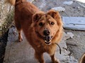 Bonny bonito hermoso! Mi viejo amargado!  11años
