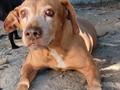 Canelita Coazón!  La chica de las mil caras jajajaaja  Cuántos gestos, cuánta amor . Cómo me gustaría verte caminar de nuevo 🙏 10años