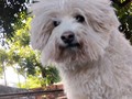 Spike. Mi peluchito abandonado.  Ya no puedes oírme cuando te digo amor, extraño eso gruñidos al oír la palabra Amor, nunca entendí porque no te gustaba, porque gruñias al oírla, tampoco puedes verme ya. Siento que fue prematura esa ceguera y sordera, apenas tienes 12 añitos. Pero así es la vida, te toco pronto mi viejo. . PD. Ya le toca peluquería, y a nadie más se lo confío a ojos cerrados que a @pansuditospets