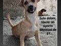 Ella es vainilla! Y está en busca de hogar amoroso y responsable. .❤️ Vainilla es parte de la manada @fpatitasfelices  .🐾🐾 Cada miembro de la manada, a diario come, y cada 3 meses necesitan ser desparasitados, tomar vitaminas, y una vez al año deben ser vacunados. Gastos que sola, me es imposible cubrir.. Pero si te animas, tu puedes ayudarme a lograrlo, solo debes animarte DESDE CUALQUIER parte del mundo, a realizar un aporte ménsual de $1 . .🌍 Si tan solo 1000 De los más de 18.000 personas que nos siguen, se animan, lo lograriamos. .🧒🧑🧒🧑 ¿Que tal si levantas tu manito para ser parte de esta labor y a su vez invitas a otro de nuestros seguidores a animarse? ✋✋✋✋✋✋
