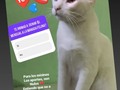Si te animas a ser madrina o padrino de la manada felina, levanta tu mano ✋. ❤️ Cambiemos el hecho de que los míninos sean tan ignorados. 🐱 Ellos también, merecen ser.amados y respetados, ellos son seres vivos que sienten!  🐾🐾 $1 mensual para ellos, sería tu compromiso como padrino o madrina.  🐱🐱🐱🐱🐱🐱🐱🐱🐱 Son muchos los míninos que esperan llenar sus pancitas a diario .