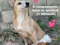 Aún nos faltan padrinos y madrinas, te animas ???? 🐾❤️🐕🐾 $1 MENSUAL, ese sería tu único compromiso para con tu ahijada!!!!  Gastos de Alimento y pañales, (no controla esfinter), con tu aporte cubriremos.  💕💕💕💕 Solo debes sentirte identificad@ y comprometid@ con nuestra bella cata, y levantar tu mano en señal de que si estás dispuest@ a ser su madrina o padrino  ✋✋✋✋✋✋✋