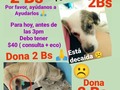 NO hace falta donar grandes cantidades, si todos donamos 2Bs logramos mucho!!, Pero hace falta involucrarse, sentir deseos de apoyarlos 🐾🐾 . Son dos vidas que están en riesgo, ñoñis debe ser evaluada Hoy, y hacer eco, es URGENTE!!, para descartar piometra. Está decaída e inapetente, por lo que cada minuto cuenta!!!!  El otro perrito es un viejito en situación de calle que a diario pasa por mi trabajo, quiero ayudarlo, ya camina sin fuerzas, tiene el pene completamente expuesto, propenso a qué le caiga gusanos 😭, tenemos que actuar rápido, ubicar un hogar para el e iniciar tratamiento,🙏🙏 . Se que te animas a ayudarlos así que aquí te dejo los datos de pago móvil: 💰Banesco RIF J -40238966-3 04265400225 Fundación Patitas Felices 💰 Paypal fpatitasfelices@gmail.com 💰Patreon enlace en el perfil 💰 Zelle datos al direct . . Gracias, gracias, gracias, Lo siento, perdóname, gracias, te amo! ❤️