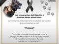 Gracias gracias gracias Proteo!!!! Diste tu vida para salvar vidas humanas. Una vida por otra vida!!! 💔💔💔 Fuiste, eres y serás un héroe!!!! . Solo espero que tú muerte no haya Sido en vano y esas vidas que salvaste sean de personas que te merezcan !!!  . Hay quien dice es solo un animal!!, Si, uno que dió su vida para salvar a un humano, ojalá pudiéramos ser un poquito más animales.  . Adiós Proteo, lamento mucho tu partida, dueles como si te hubiese conocido, y se que quienes somos capaz de sentir amor por tu especie, lamentamos y lloramos tu partida .  #proteo #ejercitomexicano #perrorescatista #proteoheroe #terremoto #turquia