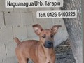 Esta criatura llegó por mi casa, casi a media noche ☹️ me dicen que en la mañana también estuvo por aquí.  La tengo yo, pero. No la está pasando bien, se ve que no ha compartido con otros perros, y en mi casa hay muchos, está asustada, y no tengo un solo espacio donde tenerla sola. Por ser cachorra la manada la acepto, y como la ven temerosa, no se le acercan mucho, le dan su espacio, excepto vainilla que quiere jugar, pero es muy rústica y la asusta ☹️.  Por favor ayúdenme a difundir la imagen a ver si alguien la está buscando o simplemente la dejaron a su suerte 💔
