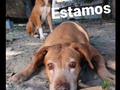 Hasta ahora 28feb 08:30am, de 18.600 seguidores, está publicación ha llegado a. 4.053 seguidores, y solo 838 han dado like o comentado. Entonces, nos volvemos a preguntar, es Instagram o es la indiferencia quien nos gana la batalla????? Que opinas ?? ☹️ 🐕 🐱  Ya no se que más hacer, me urge pagar deudas!, Me urge comparar alimento, debo esterilizar a la cachorra nueva.  Por más que intento, que trabajo, que me invento, me reinvento, no logro salir a flote!, Hay días en que la angustia me gana, me deprimo y bloqueo, pero hay otros como hoy, que respiro profundo, inhalo, exhalo, me lleno de optimismo y me levanto!!!, Confiando en Dios y con la esperanza puesta en qué tú qué me lees, que una vez diste clic en seguir, porque crees en lo que hago, porque te gustan los animales, o porque sentiste ganas de ayudar a un animalito necesitado, te animes a volver nuevamente a poner tu granito de arena, y colaborar con la manada! . ❤️❤️❤️❤️❤️❤️🐾🐾🐾🐾❤️❤️❤️❤️❤️ 2Bs, 5Bs, 10Bs Toooooodo suma, imaginen que los 18.000 seguidores que tenemos, pongan su granito de arena!!! Lograriamos muchas cosas 🙏 Puedes enviar tu granito vía  Pago móvil: Banesco RIF J=40238966-3 04265400225 fundación Patitas Felices ❤️❤️❤️❤️ Paypal fpatitasfelices@gmail.com Zelle datos al direct  Patreon :