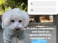 Nos ayudas a vencer el algoritmo de Instagram, que nos está haciendo invisibles??? Para ello solo debes dejar un comentario o tan solo un emoticón en esta publicación y en todas las que te lleguen en los próximos días 🙏🙏🙏🙏🙏🙏 .🐾🐾 Te gustaría ser madrina. O padrino de Spike??? Solo tendrías que hacer un aporte MENSUAL equivalente a $1 solo eso!!!! Si deseas ser padrino o madrina comenta diciendo : yo si quiero!!  Así estarías ayudándonos a comprar su alimento!  ❤️❤️